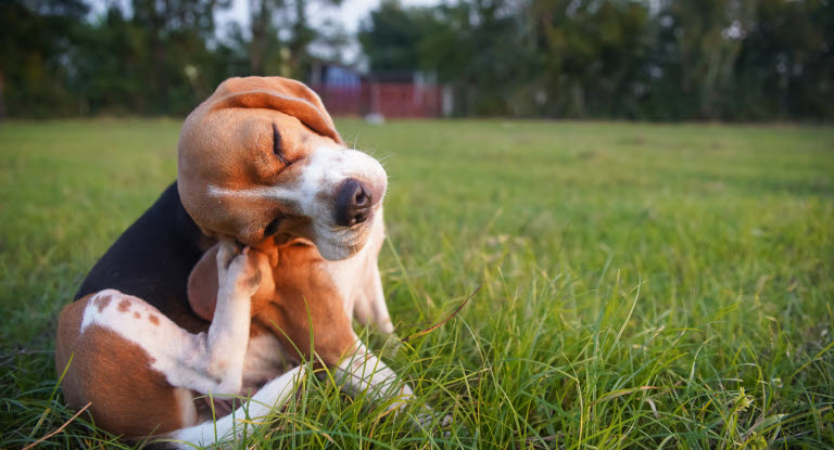 Kontaktallergi orsakar klåda hos hundar
