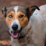 Geting flyger runt hund.