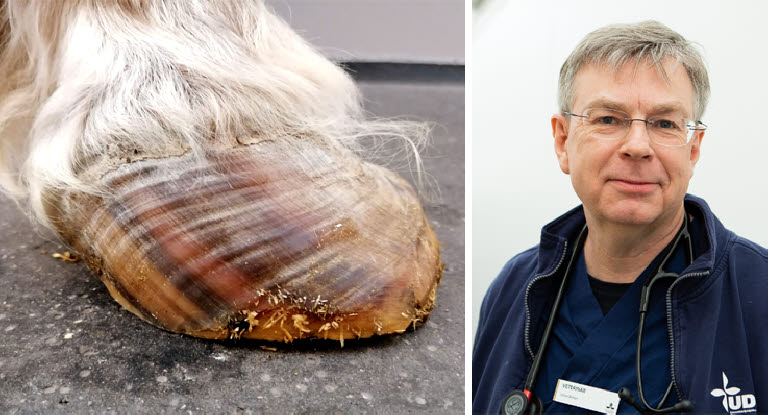 Hoven på en av fånghästarna i studien, samt porträttbild på professor Johan Bröjer.