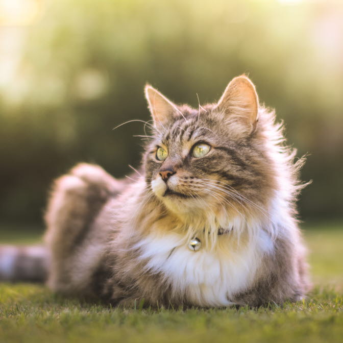Hur Ofta Ska Man Avmaska Katt Om Avmaskning inom området Katt - Agria Djurförsäkring