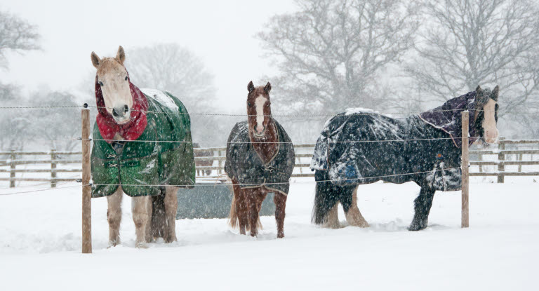 Hästar i vinterhage.