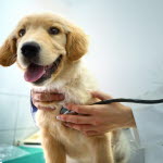 Hundvalp hos veterinären