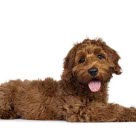 Skadestatistik om Labradoodle i Agrias Breed Profiles