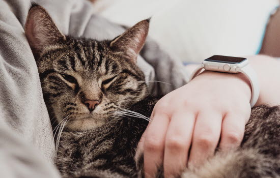 Få rabatt på din kattförsäkring - Agria Djurförsäkring