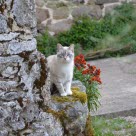 Katt som står på en mur utomhus.