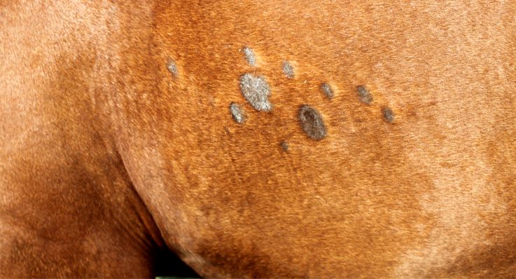 GlucoHorse | Bruin paard met ringvormige, iets verheven grijze korstjes.