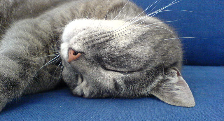 Morrhår är mycket viktiga för katten