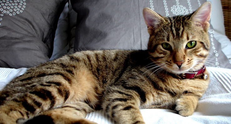 njursten katt symptom njursten katt symptom
