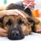 Hunden kan behöva uppsöka veterinär om den blir sjuk eller skadad.