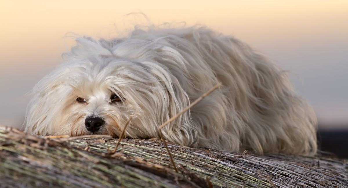 Forskning kring diabetes hos hund Agria Djurförsäkring