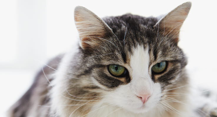 diabetes katt symtom diabetes katt symtom