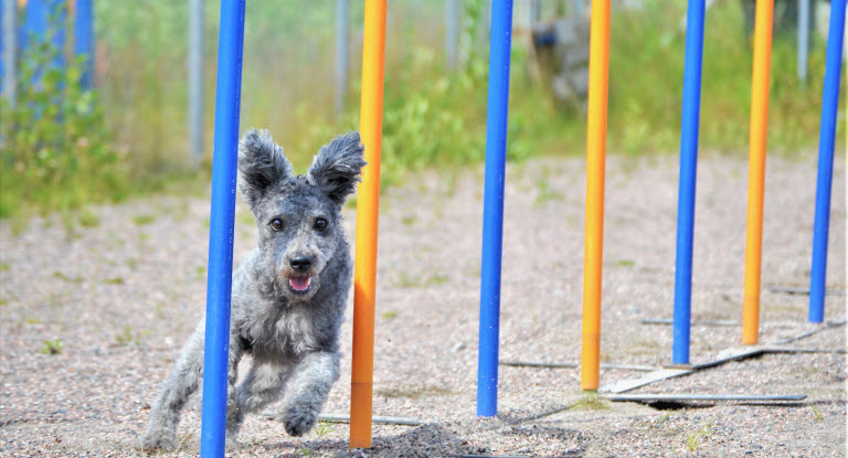 Hund tränar agility i slalombana