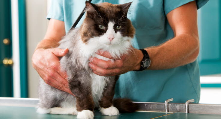 Du kan direktreglera din skada direkt hos veterinären.