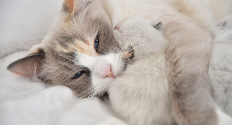 Kattmamma med sin kattunge.