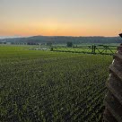 Arbete på åkern i gryningen.