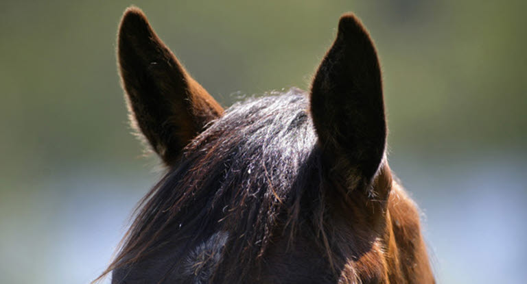 Hästöron drabbas sällan av öroninflamamtion.