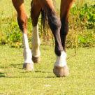 Hästens ben är ett vanligt område för senskador.