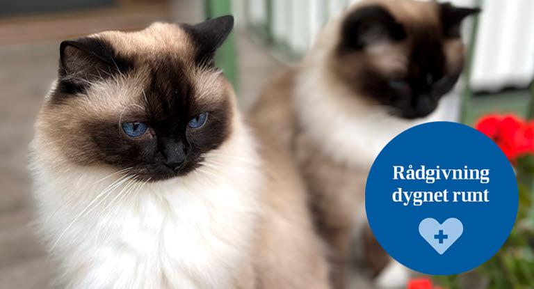 Två ragdolls vid kruka med röda blommor.