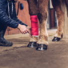 Stoppa blödning på häst