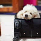Hund i resväska får följa med på resa till Norge.