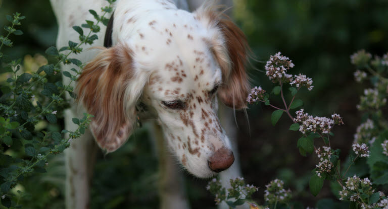 Hund stucken av geting.