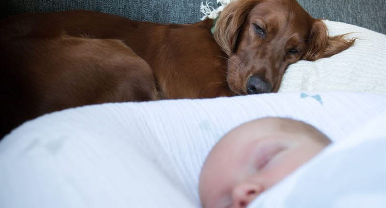 Hund och bebis som sover i soffan.