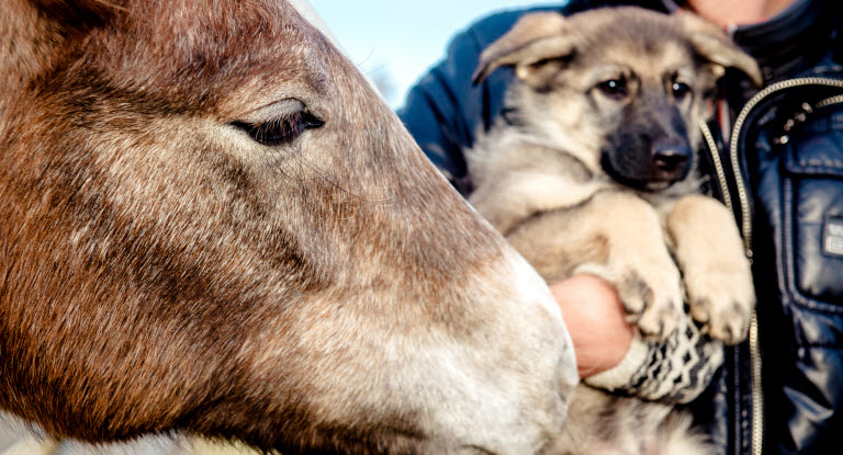 Häst nosar på hundvalp.