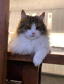 Katten Ziggy på en stol inomhus.