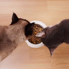 Två katter äter mat.