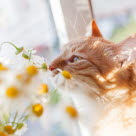 Kattunge luktar på blommor.