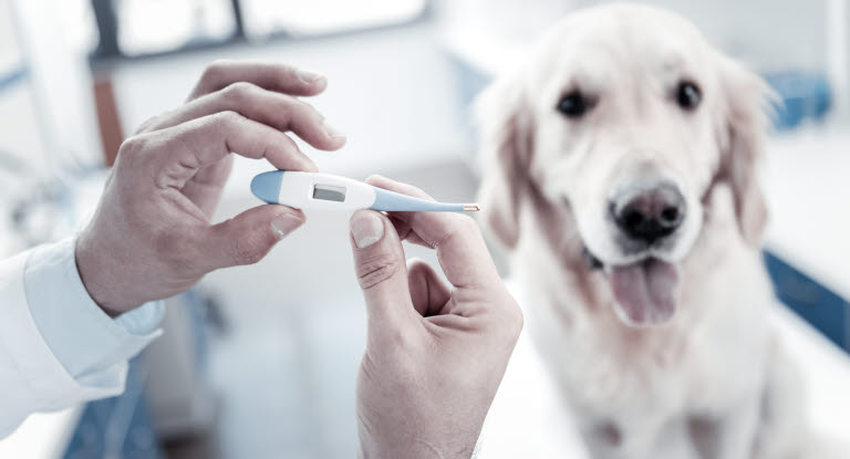 Ta tempen på din hund om du misstänker att den har feber.