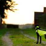 hund med reflex