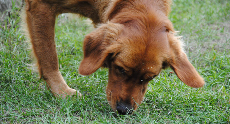 En hund som äter gräs.