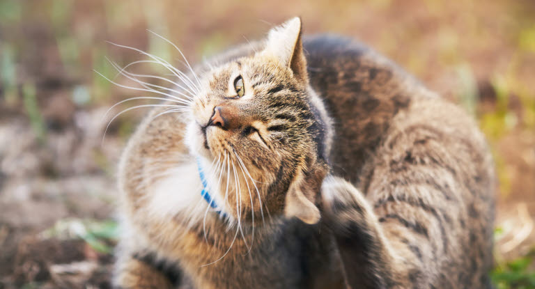 Öroninflammation på katt