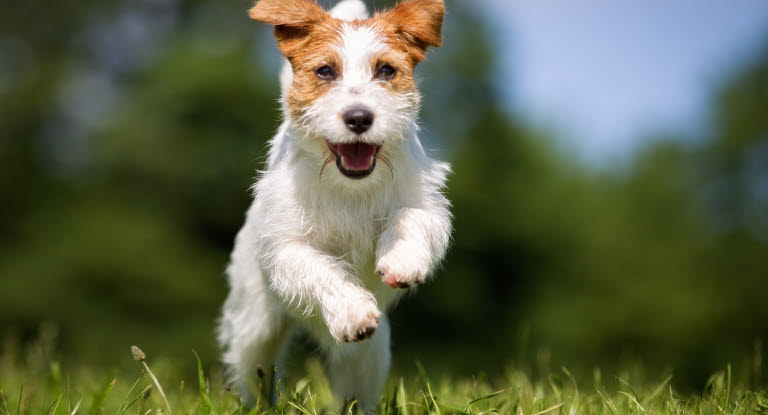 Jack russell terrier.