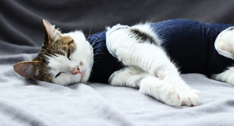 Kastration av katt