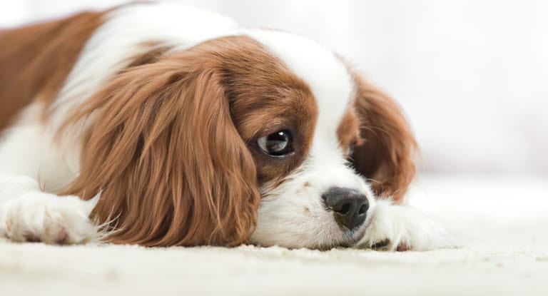 En hund med nedsatt allmäntillstånd kan exempelvis var trött.