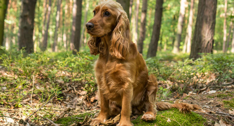 Engelsk cocker spaniel sitter i skogen.