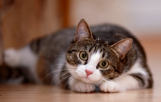 förstoppning katt symptom