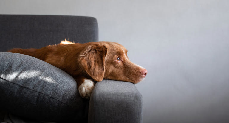 Armbågledsdysplasi hos hund