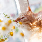 Katt nosar på blommor, vilka växter är egentligen giftiga för katt?
