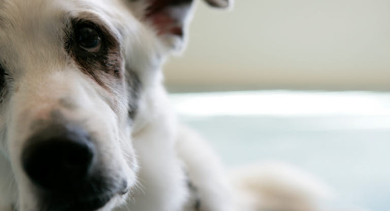 Hundar kan drabbas av ögoninflammation
