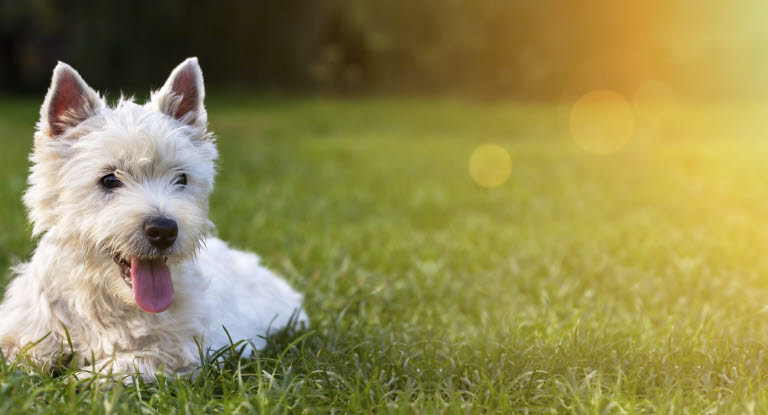 West highland white terrier ligger i gräset.