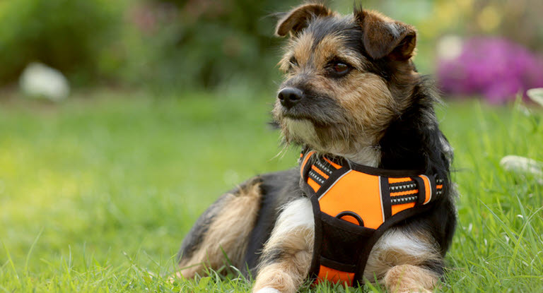 Många hundar blir hjälpta av att undvika halsband och istället gå med sele för att minska trycket på luftstrupen.