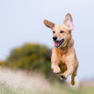 Sprudlande unghund rusar fram på en äng.