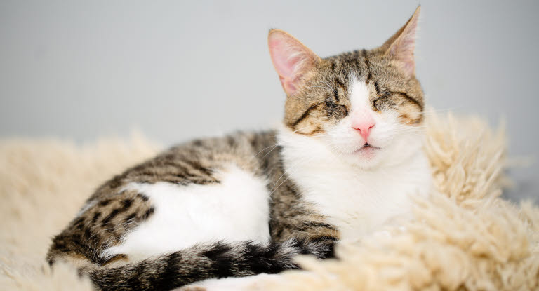 Blind katt ligger på en fårskinnsfäll och vilar.