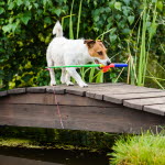 Hund med fiskespö i munnen.
