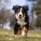 FCP är en vanlig orsak till hälta hos unga, växande hundar, särskilt större raser