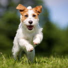 Jack russell terrier.