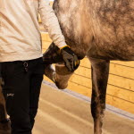 Veterinär gör böjprov